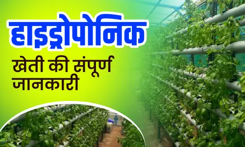 Read more about the article हाइड्रोपोनिक्स और एक्वापोनिक्स: बिना मिट्टी की खेती का भविष्य
